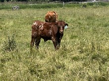 Cowboy Casanova X Speckles 24 Bull